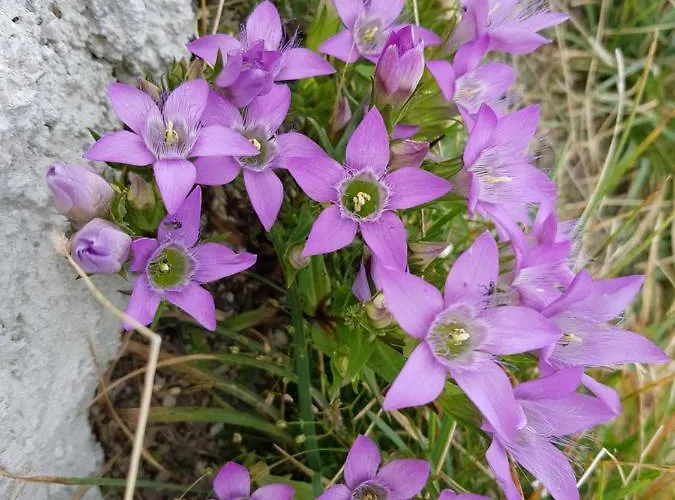 Apartmán Helga Bad Goisern